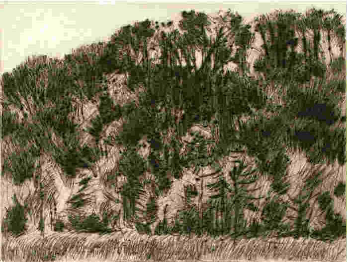 Waldhgel